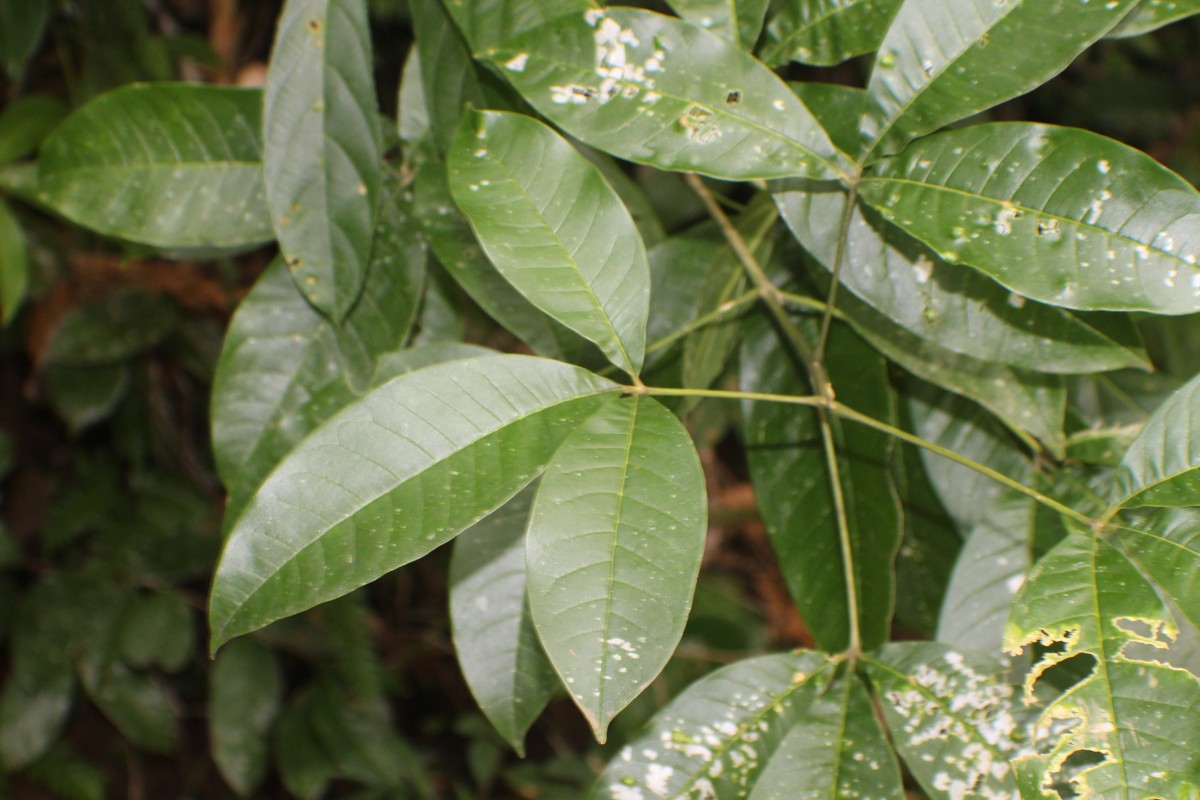 Melicope lunu-ankenda (Gaertn.) T.G.Hartley